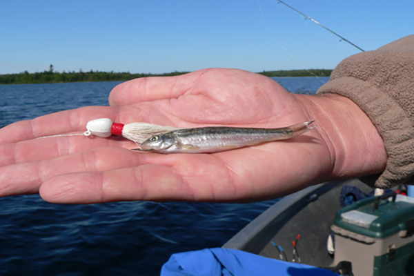 La pêche avec poissons appâts...