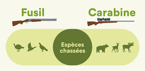 Quel gibier chasser avec un fusil et avec une carabine