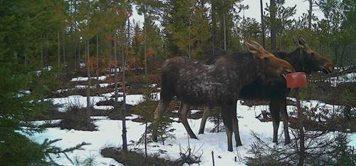 Un projet de recherche dédié à la tique de l’orignal au Québec