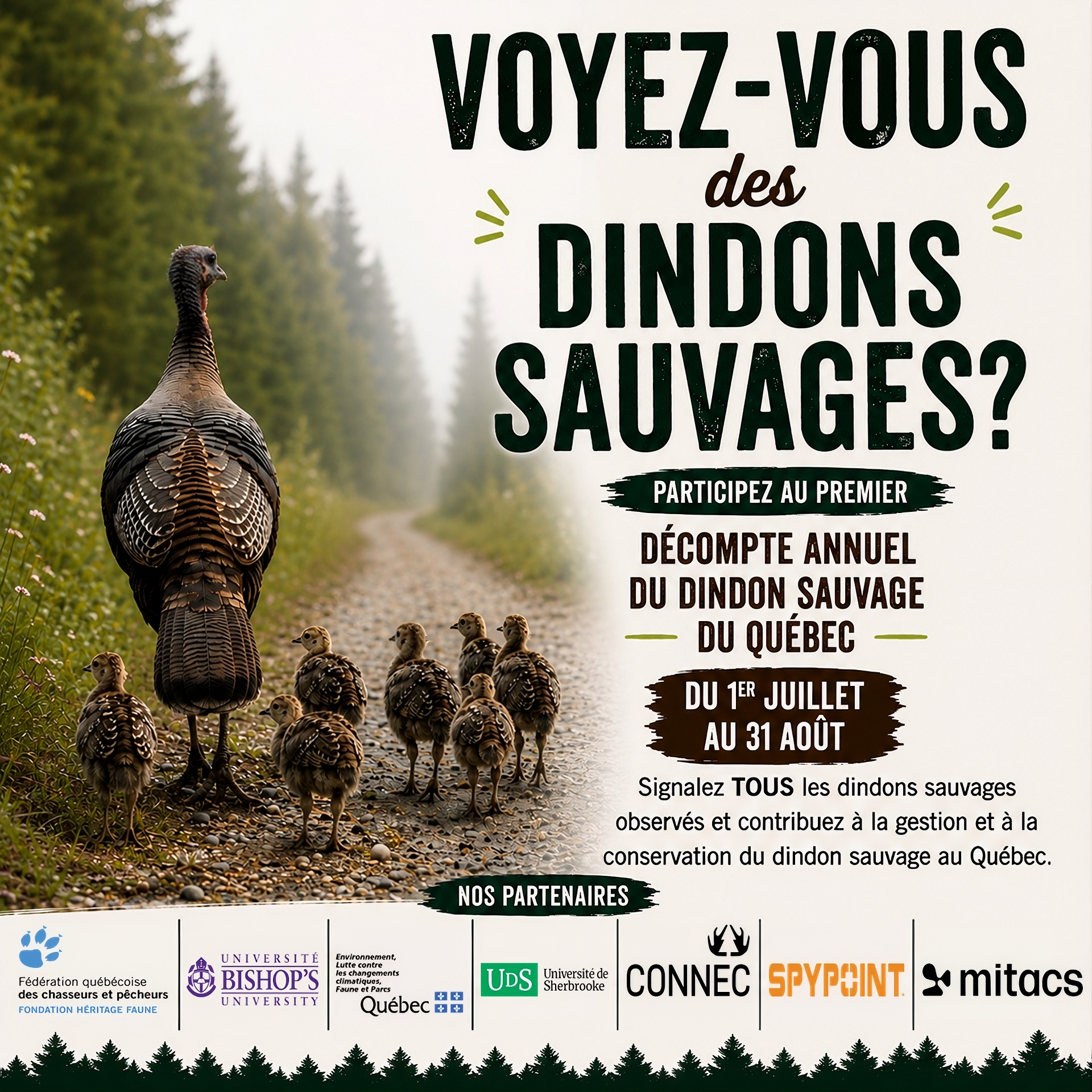 Décompte annuel du dindon sauvage du Québec