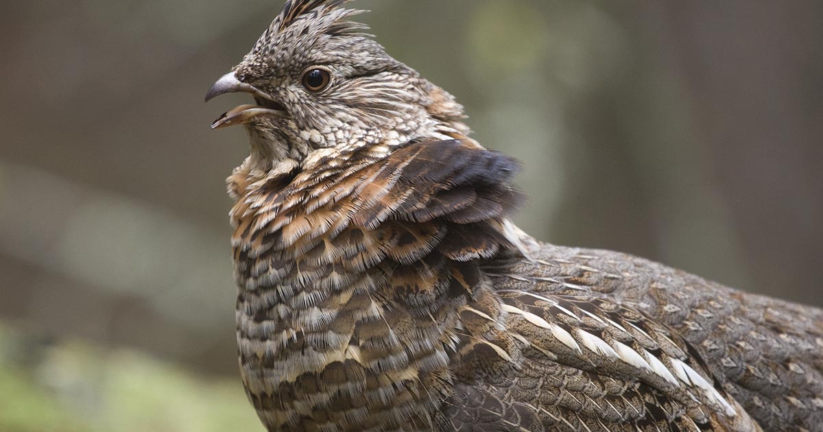 Aménagement de l’habitat de la gélinotte huppée | FédéCP