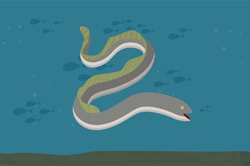L’anguille d’Amérique : espèce en déclin?
