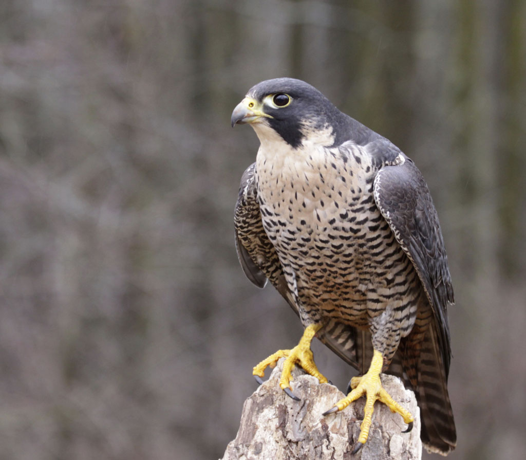 La fragilit des oiseaux de proie F d CP