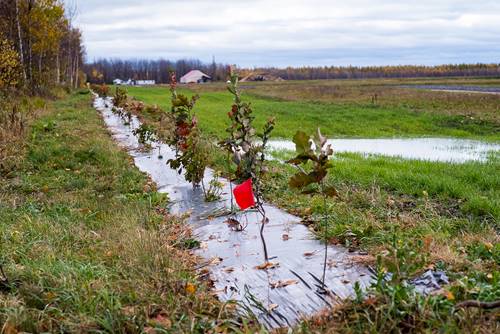 Les cannebergières : des milieux de vie et de biodiversité