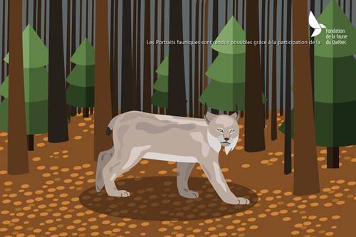 Le lynx du Canada; ce fantomatique félin