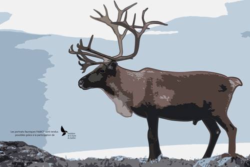 Le caribou, ce cervidé emblématique