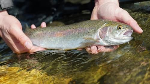 Une qualité de pêche exceptionnelle sur la rivière Nicolet