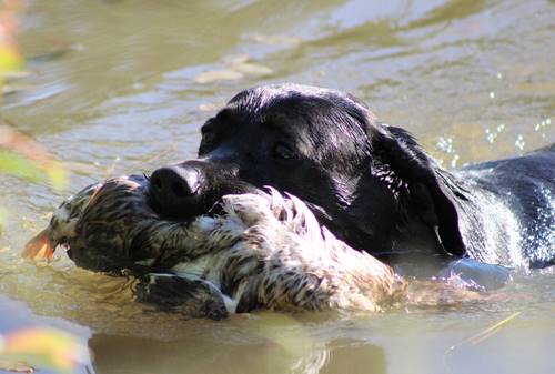 Une épreuve qui a du chien