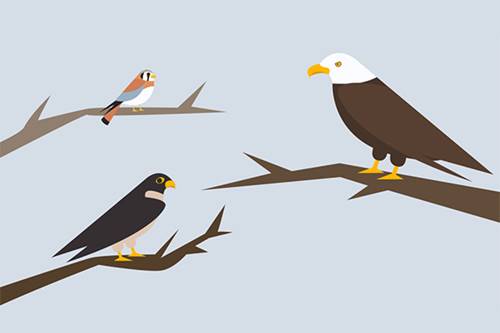 Infographie faunique à partager : la fragilité des oiseaux de proie