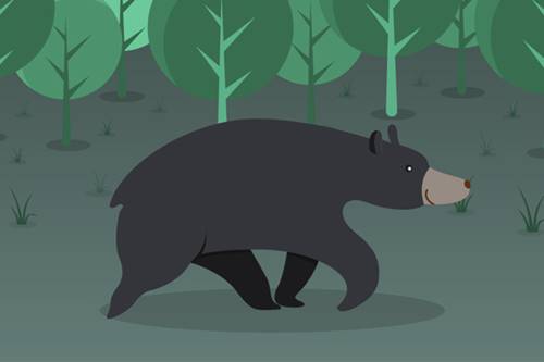 L'ours noir, une grosse bête aux multiples atouts!