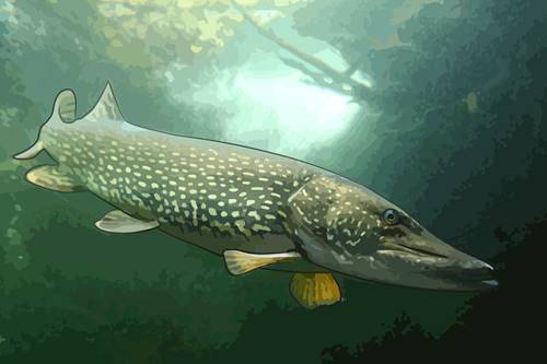 Le grand brochet
